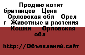 Продаю котят британцев › Цена ­ 15 000 - Орловская обл., Орел г. Животные и растения » Кошки   . Орловская обл.